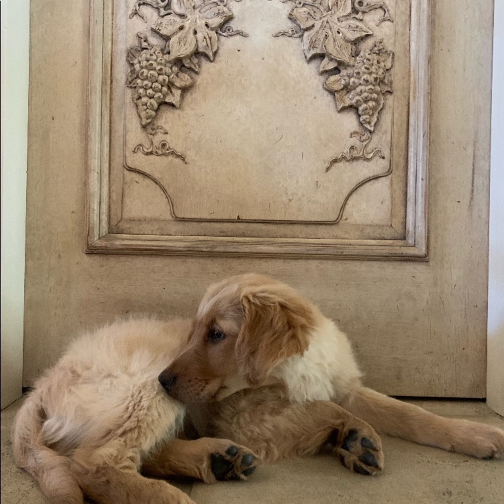 Meet your Posher, Sonia